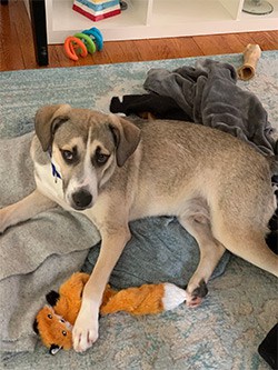 Joey the dog on blankets with stuffed fox toy