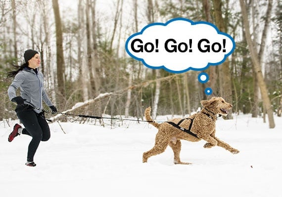 jogger exercising by cross country running with canicross harness and dog