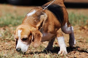 Beagle sniffing dirt