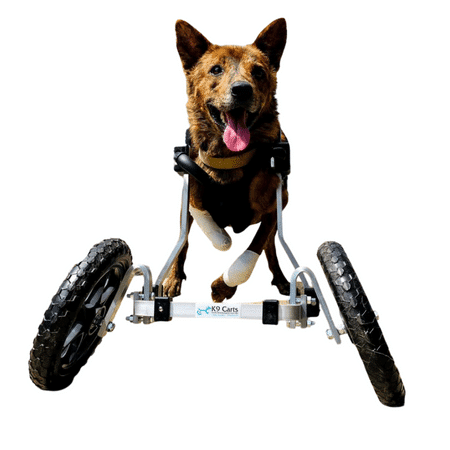 K9Carts Front Leg Wheelchair with dog using it