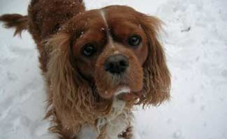 Cavalier King Charles Spaniel Ruby in snow