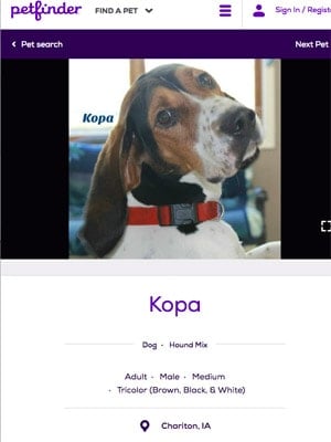 Kopa adoption page on Petfinder