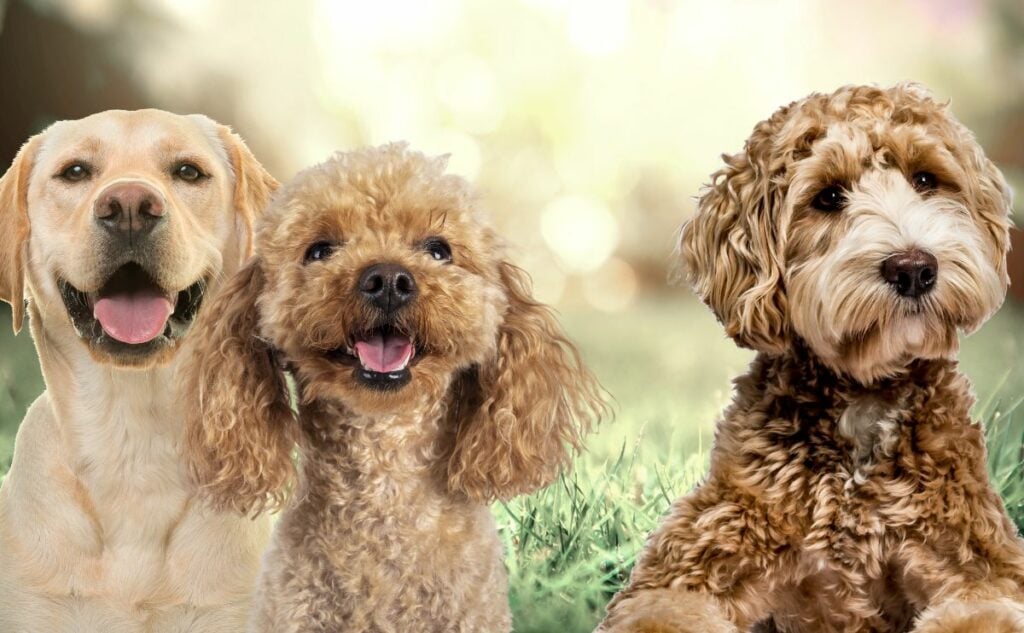 Lab and Poodle next to Labradoodle.
