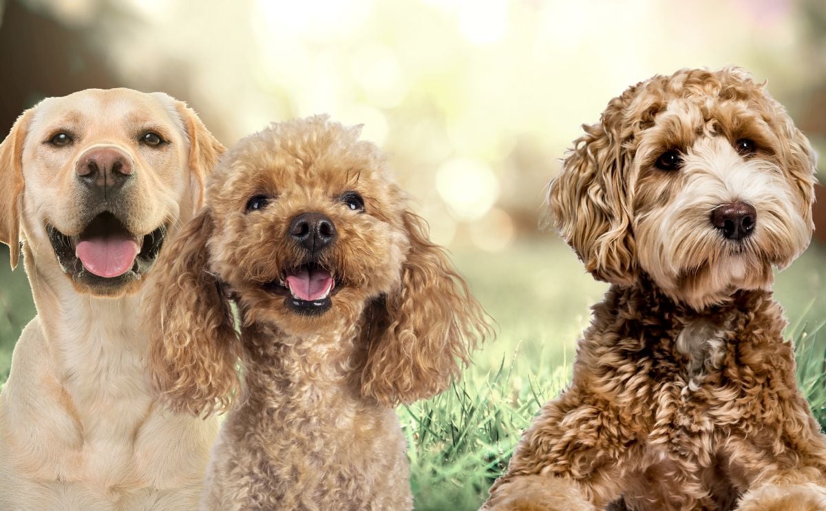 Lab and Poodle next to Labradoodle.