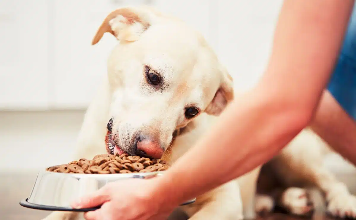 lab dog eating kibble out of a bowl a woman is holding