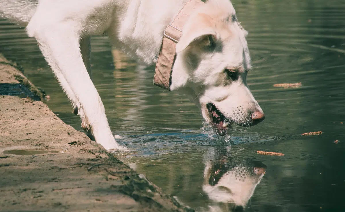 Dog Drinking Water and Being Reflected by Water