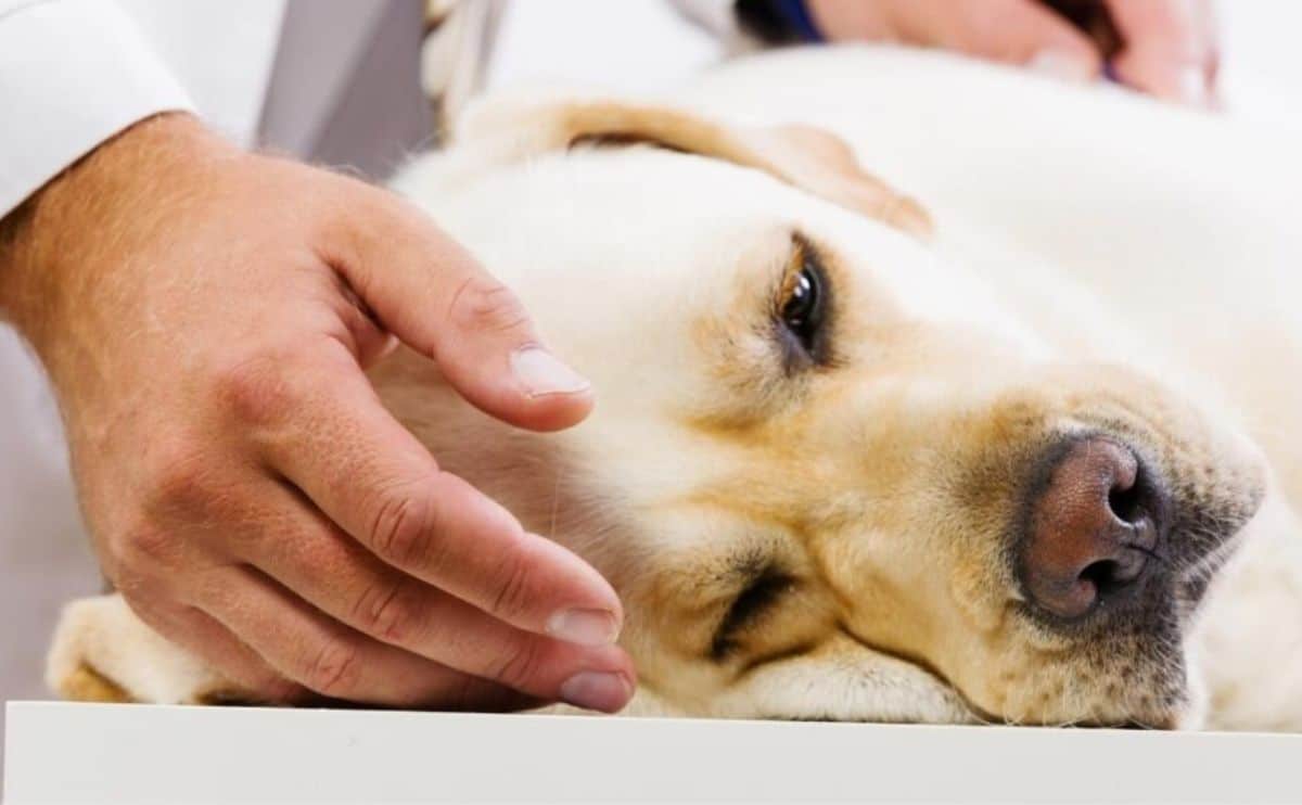 Golden lab laying on his side sick at the vet