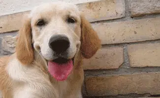 Lab smiling