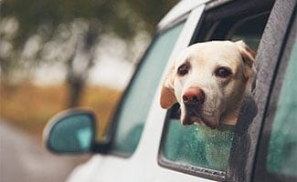 Dog (labrador retriever) looking out of a car window on a rainy day