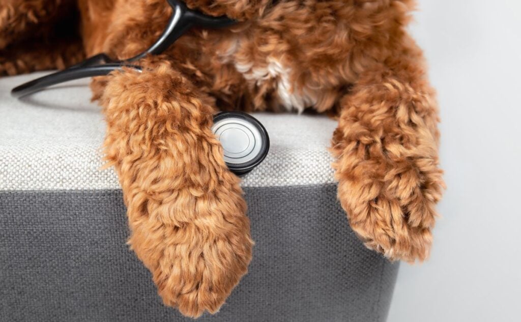 Labradoodle paws on a vet table.