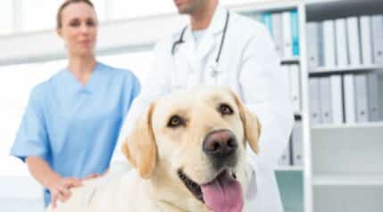 Labrador retriever at a vet office.