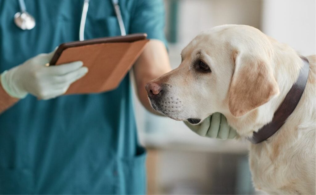 Labrador Retriever at the vet.