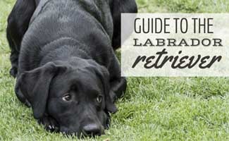 Black Labrador Retriever laying in grass (caption: Guide To The Labrador Retriever)