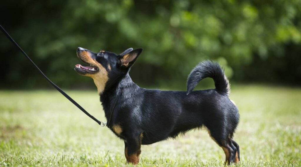Lancashire Heeler Breed Knowledge: Info, Characteristics, Photos & Extra