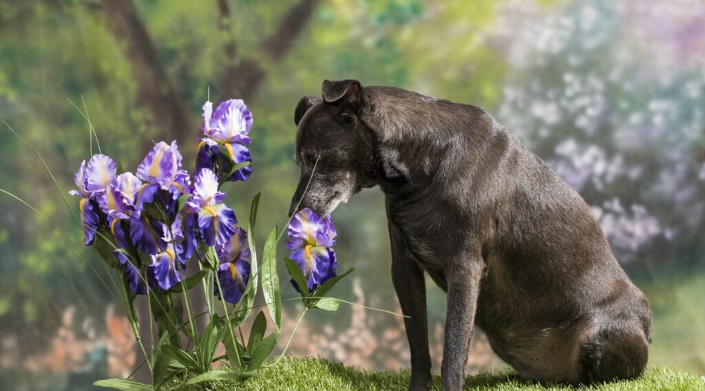 Are Irises Poisonous To Dogs? Are They Toxic? Symptoms, Treatment