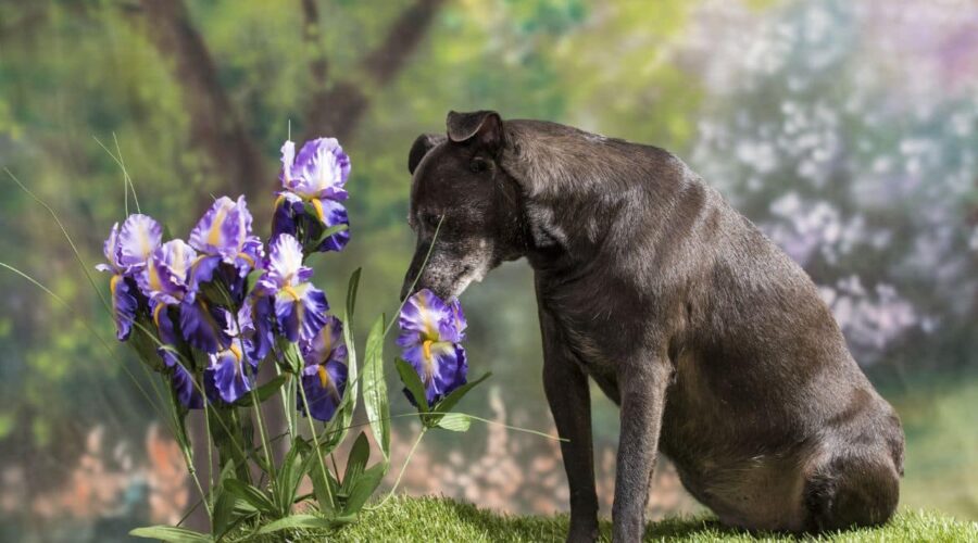 Help My Dog Ate A Crocus! Are Crocuses Poisonous To Dogs? Canine Journal