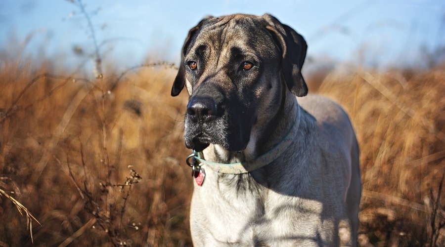large cream colored dog standing in field