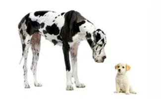 Large Dog Breeds