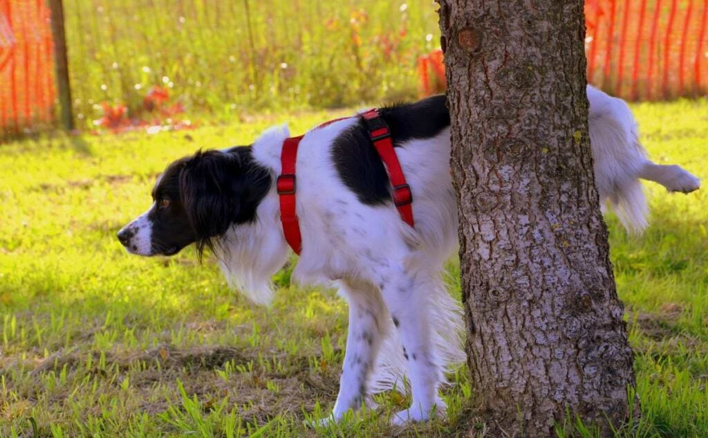 Why Do Dogs Mark Territory? Large dog peeing on a tree outside.