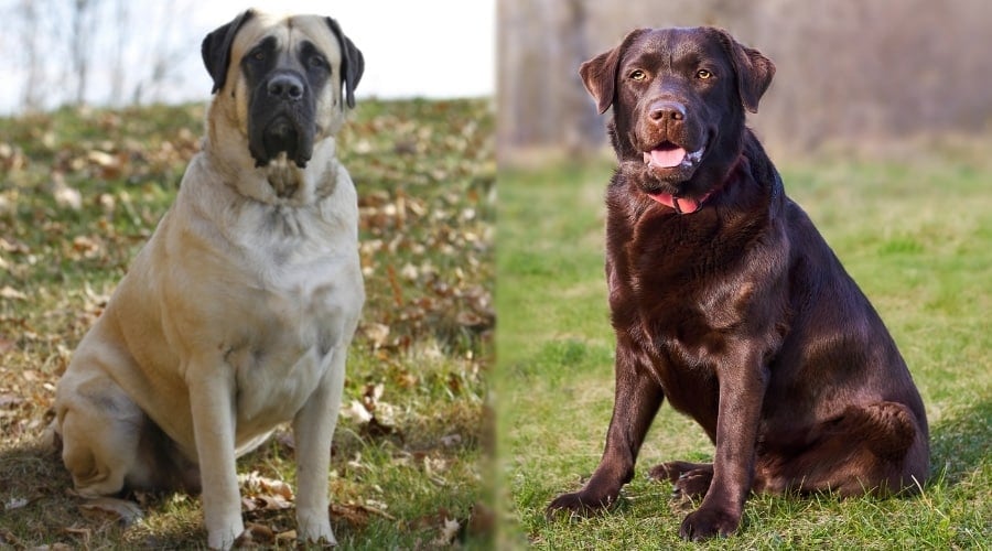 large tan dog next to medium brown dog