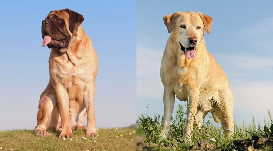 large tan dog sitting and medium tan dog standing