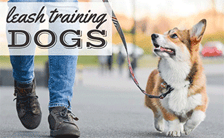 Person walking a Corgi loose on leash next to feet with dog smiling happy looking at person (Caption: Leash training dogs)