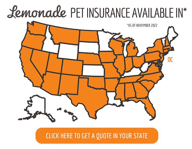 Lemonade Pet Insurance Review A Promising New Provider?