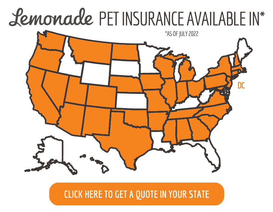 Lemonade Pet Insurance Review A Promising New Provider?