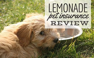 Dog laying in grass with water bowl (caption: Lemonade Pet Insurance Review)