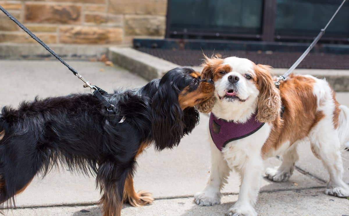 2 Cavalier King Charles Spaniel dogs sniffing each other on leash, one tri-color one Blenheim