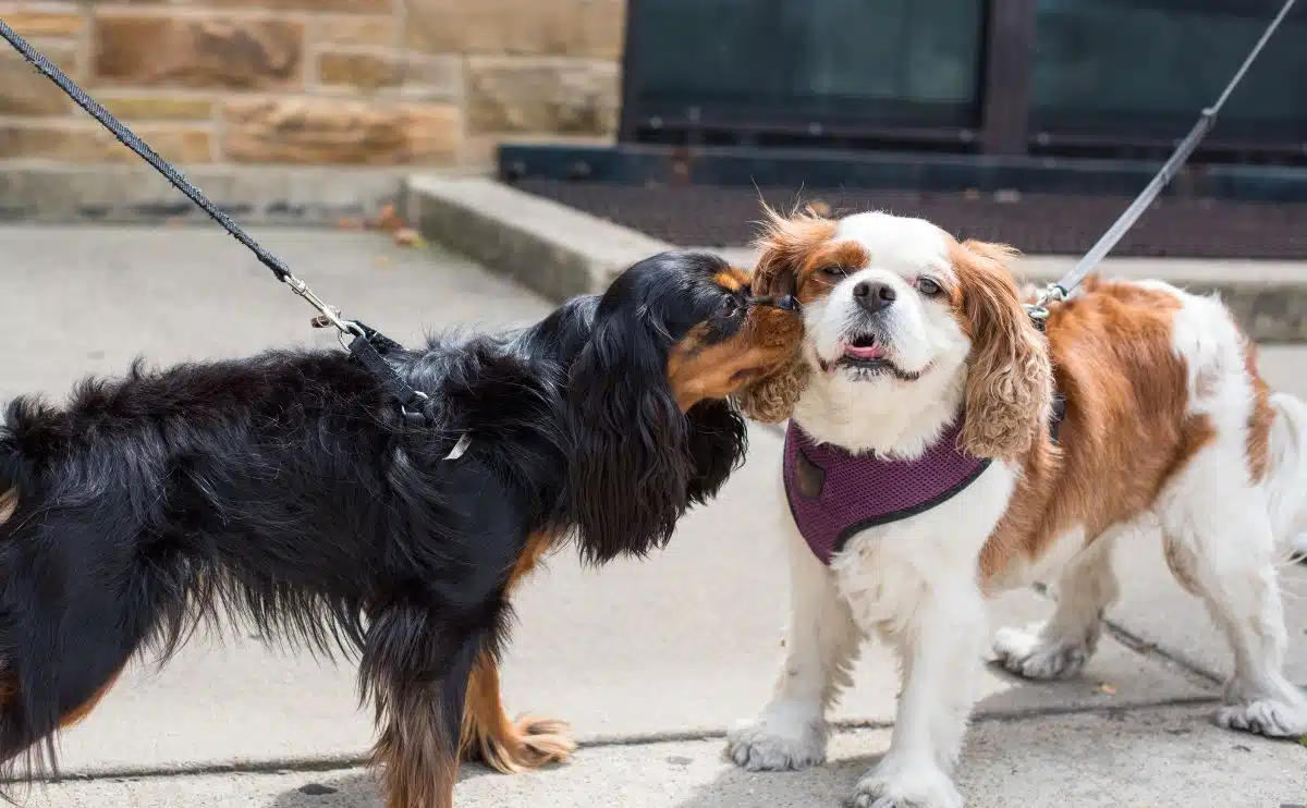 2 Cavalier King Charles Spaniel dogs sniffing each other on leash, one tri-color one Blenheim