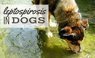 Dog drinking pond water (caption: Leptospirosis In Dogs)