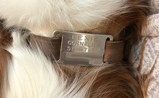 Dog tag on Lexie