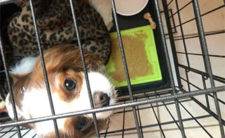 Lexie in crate with LickiMat