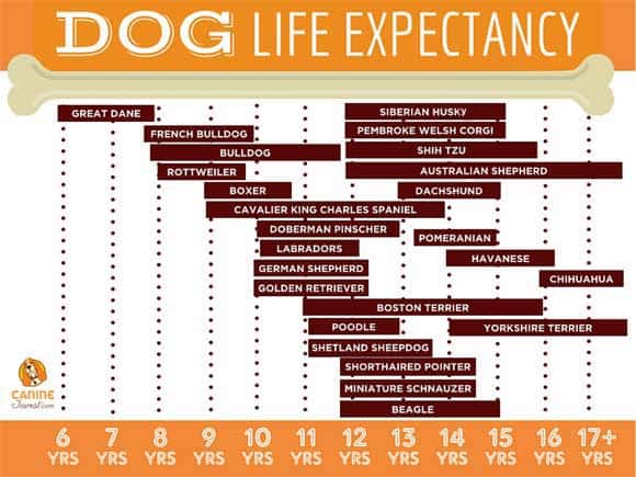 Longest Living Dog Breed Chart