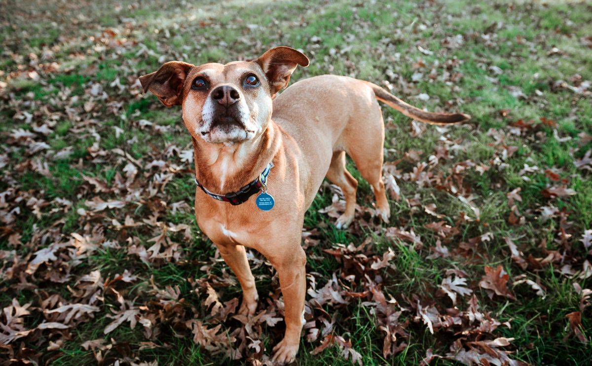 lily dog standing in the grass