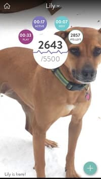 Lily's Experience with FitBark Screenshot of Fitbark app