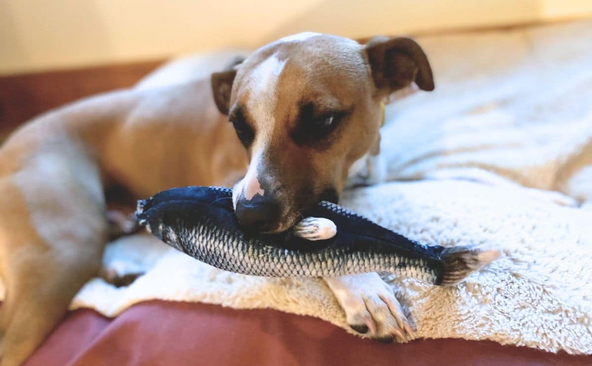 Lily with floppy fish in mouth.