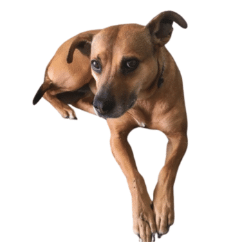 Lily the dog