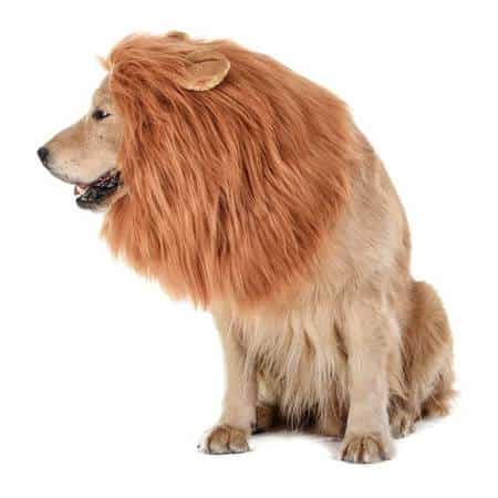 Lion Dog Costume