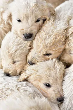 Litter of small white dogs