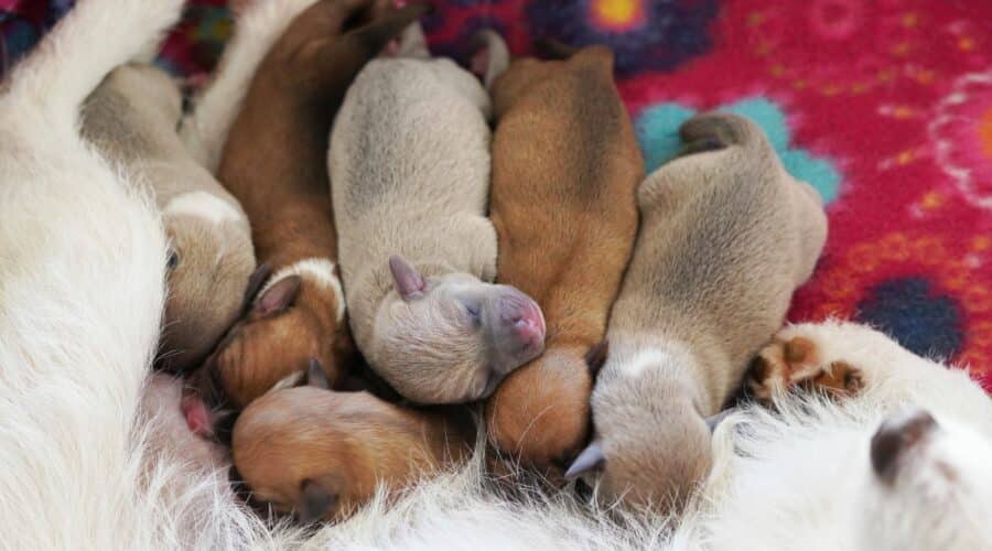 When Do Puppies Lose Their Baby Teeth? A Puppy Teething Timeline & More