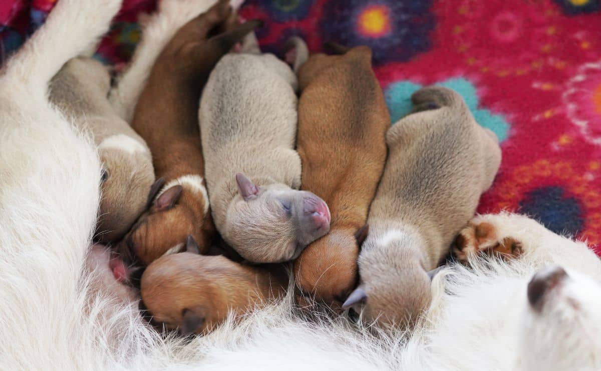 litter of puppies with their eyes closed