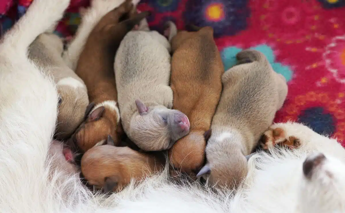 litter of puppies with their eyes closed