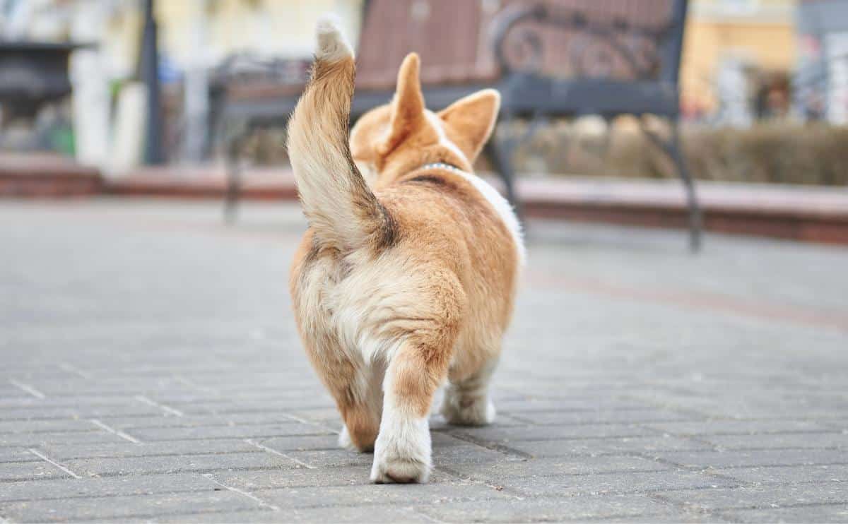 little corgi puppy playfully wags its tail from behind