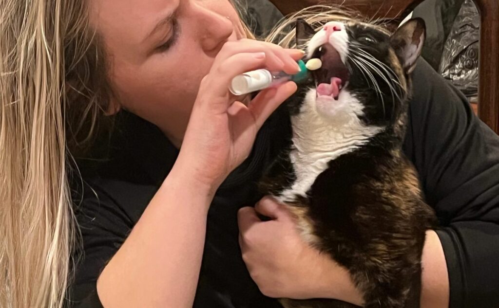 Lola cat getting Basepaws cat DNA test sample from mouth.