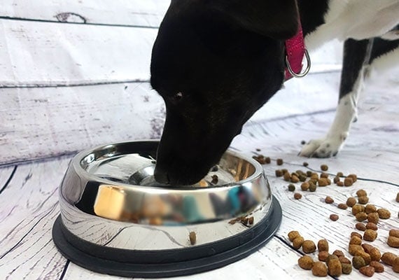 Long-nosed dog making a mess eating kibble from flat-faced dog bowl.