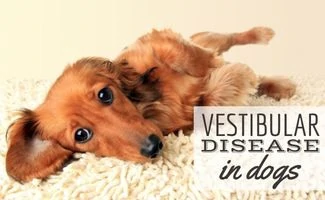 can a dog die from vestibular disease