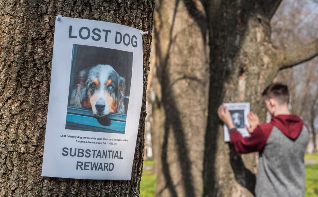 Lost dog flyer on a tree with person in background putting one up on a tree.