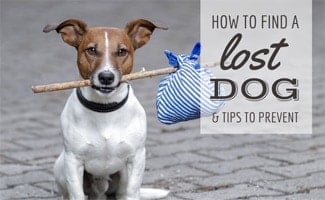 Dog hitchhiking (caption: How To Find A Lost Dog & Tips to Prevent)